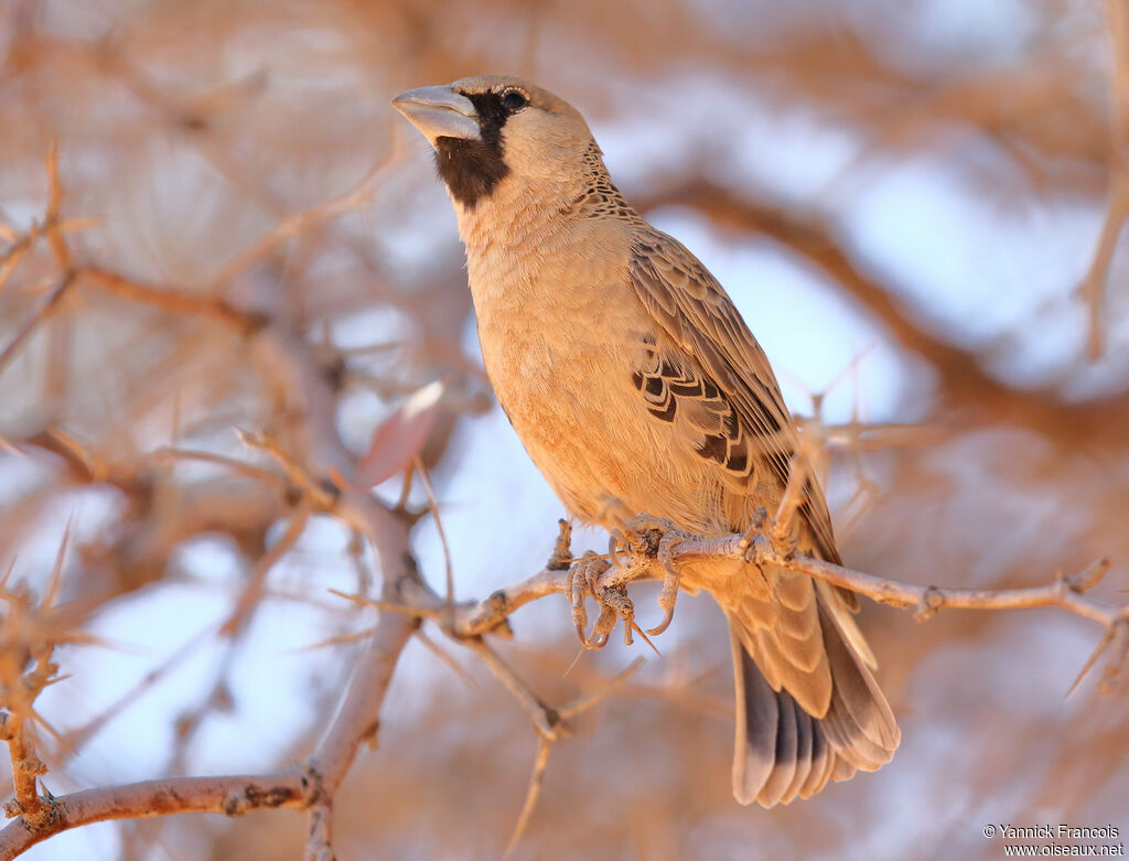 Sociable Weaveradult, identification, aspect