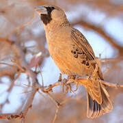 Sociable Weaver