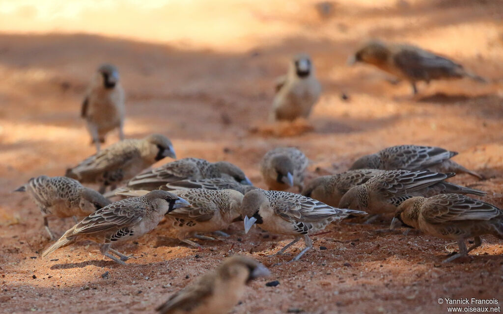 Républicain social, habitat, composition, mange