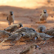 Sociable Weaver