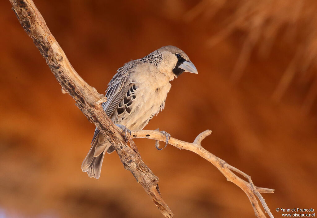 Sociable Weaveradult, identification, aspect