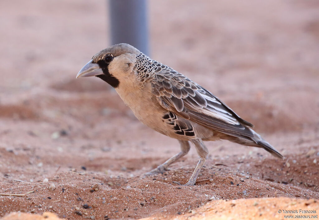 Sociable Weaveradult, identification, aspect