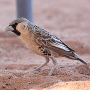 Sociable Weaver