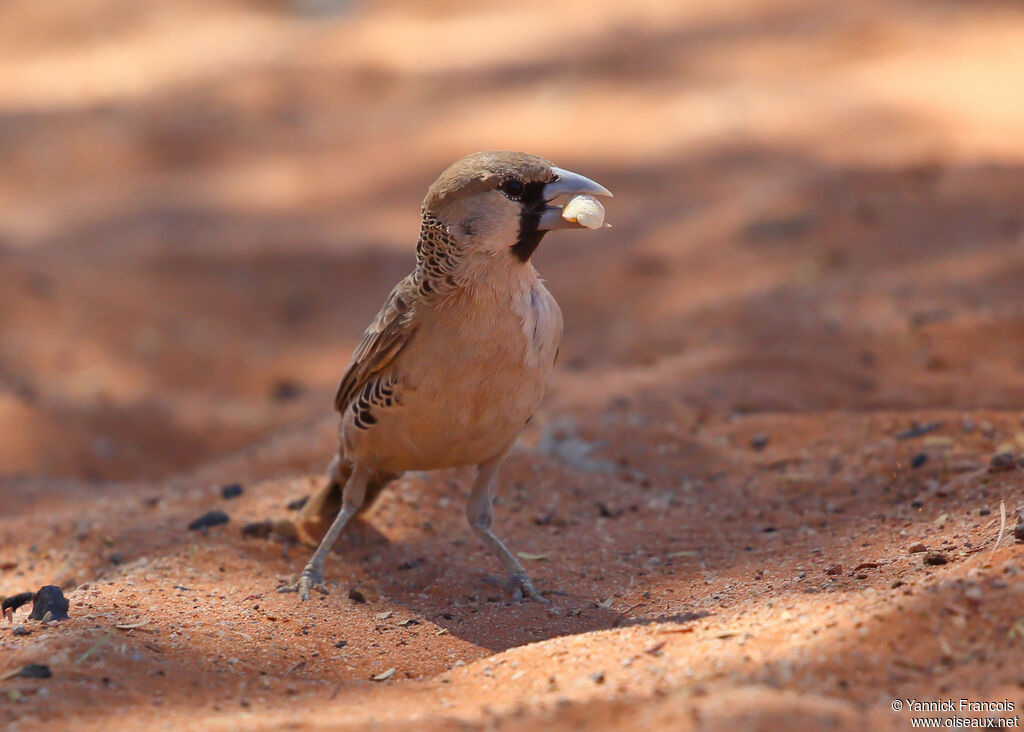 Sociable Weaveradult, identification, aspect