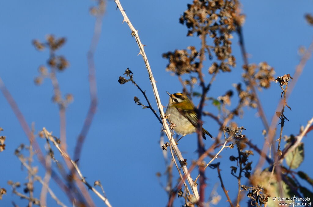 Common Firecrest male adult, habitat