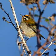 Common Firecrest