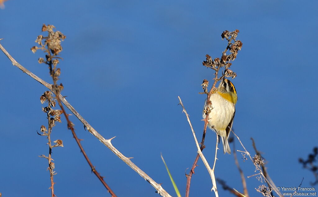 Common Firecrest male adult, habitat