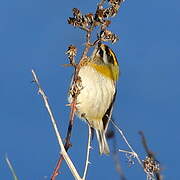 Common Firecrest