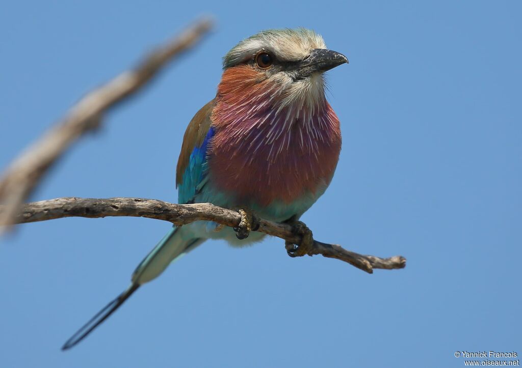 Lilac-breasted Rolleradult, identification, aspect