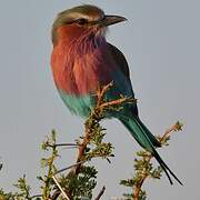 Lilac-breasted Roller