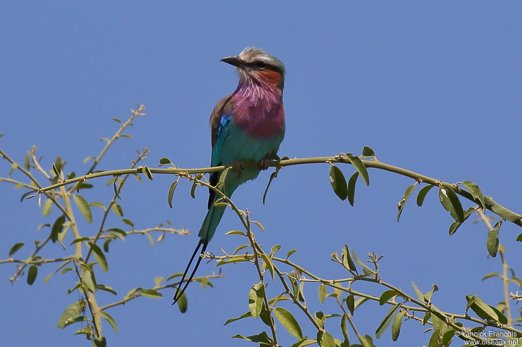 Lilac-breasted Rolleradult, habitat, aspect