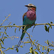 Lilac-breasted Roller