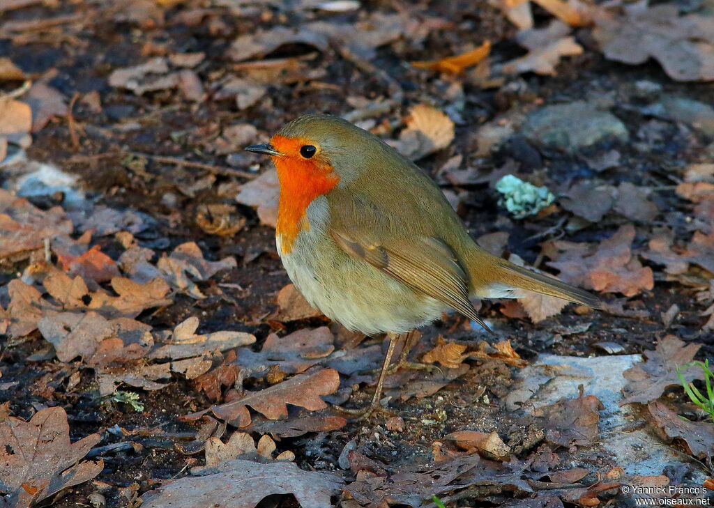 Rougegorge familieradulte, identification, composition