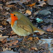 European Robin