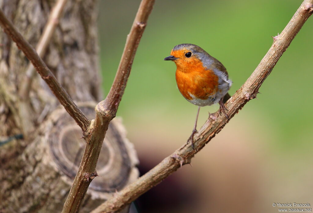 European Robinadult, identification, aspect