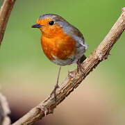 European Robin