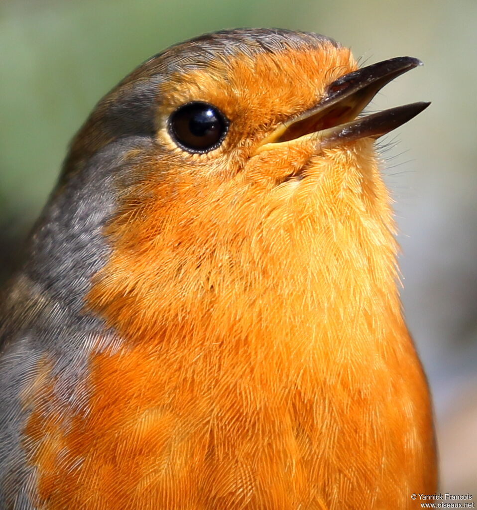 European Robinadult, close-up portrait