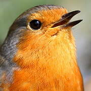 European Robin