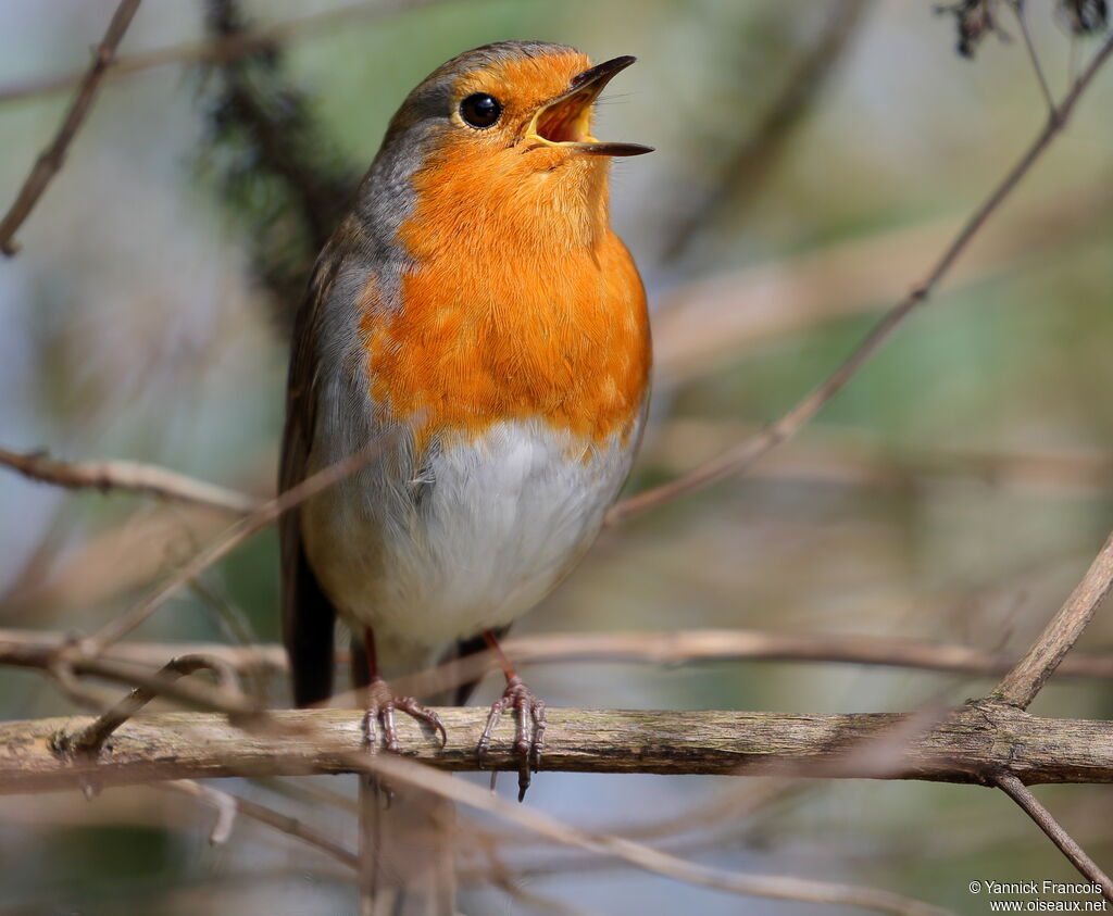 European Robinadult, identification, aspect