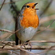 European Robin