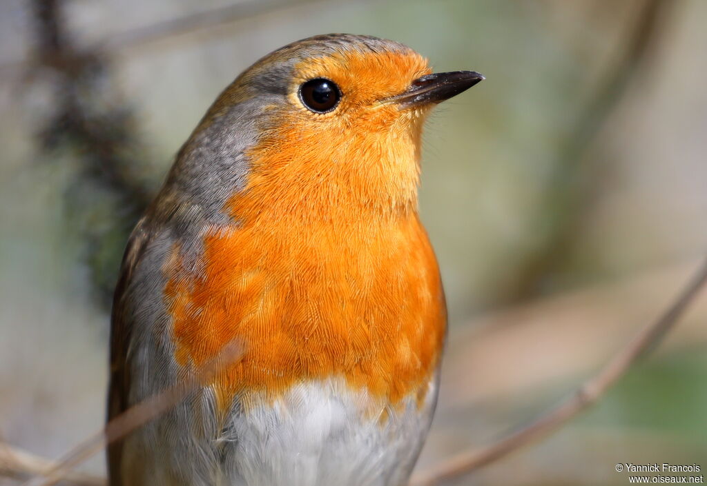 European Robinadult, close-up portrait, aspect