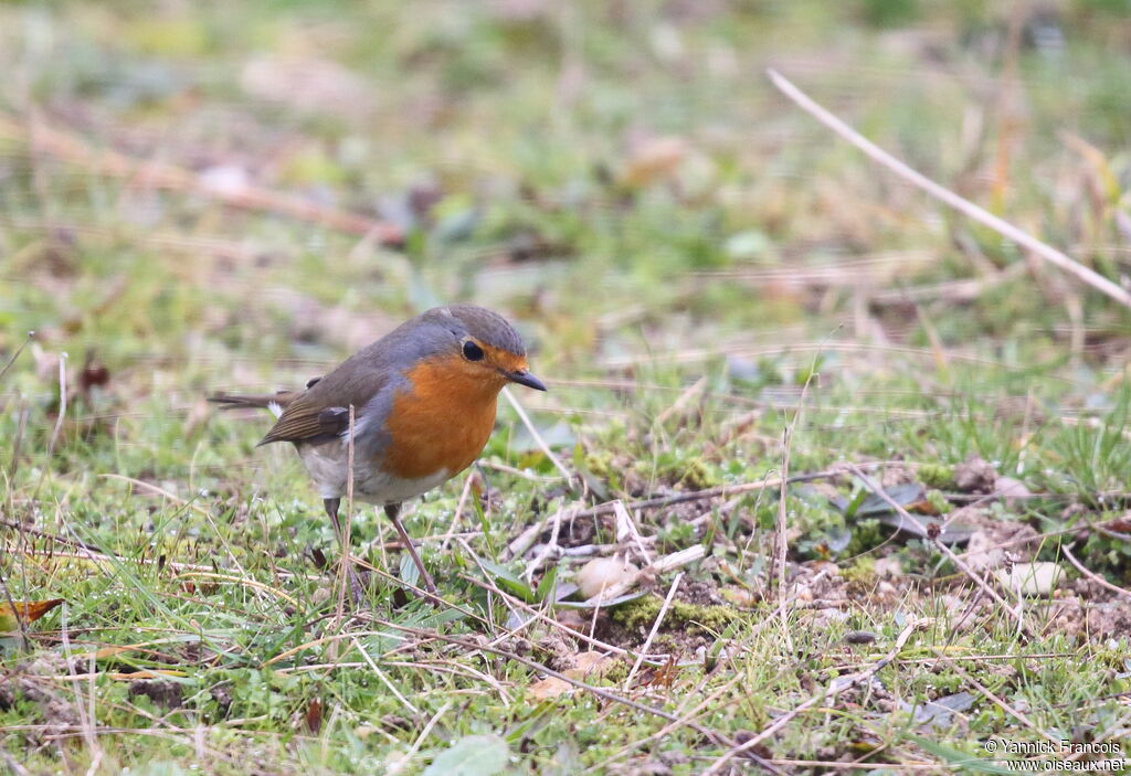 European Robinadult, habitat, aspect