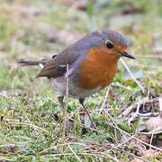 European Robin