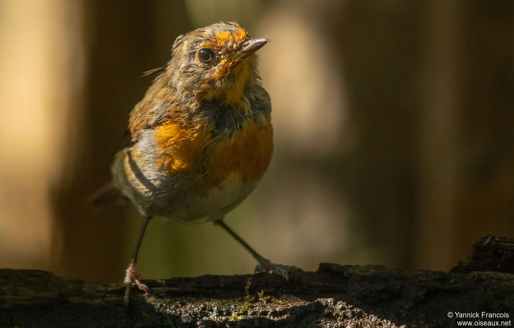 Rougegorge familier, identification, composition