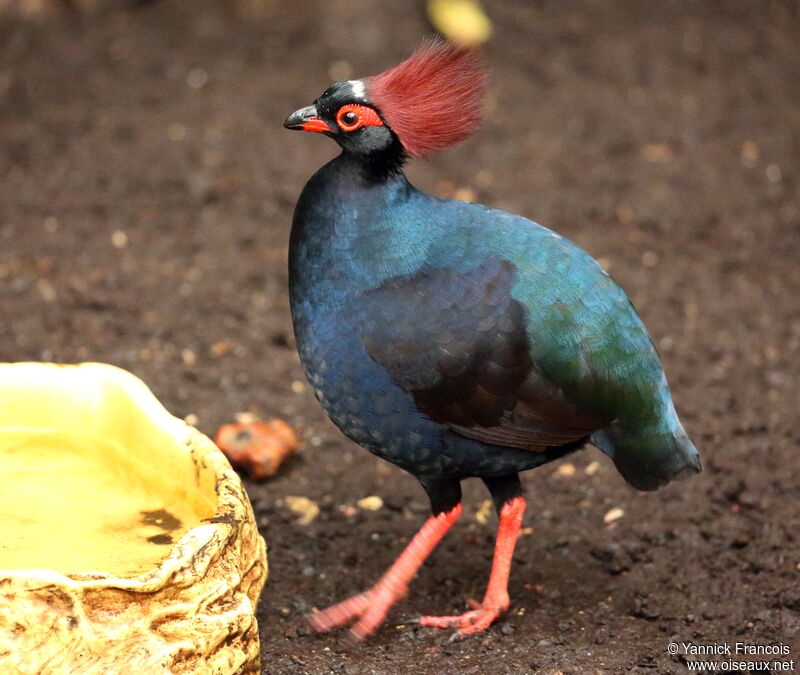 Crested Partridge male adult, identification, aspect