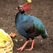 Crested Partridge