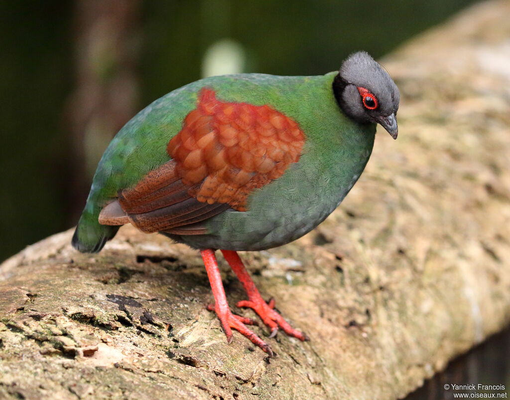 Crested Partridge female adult, identification, aspect