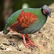 Crested Partridge