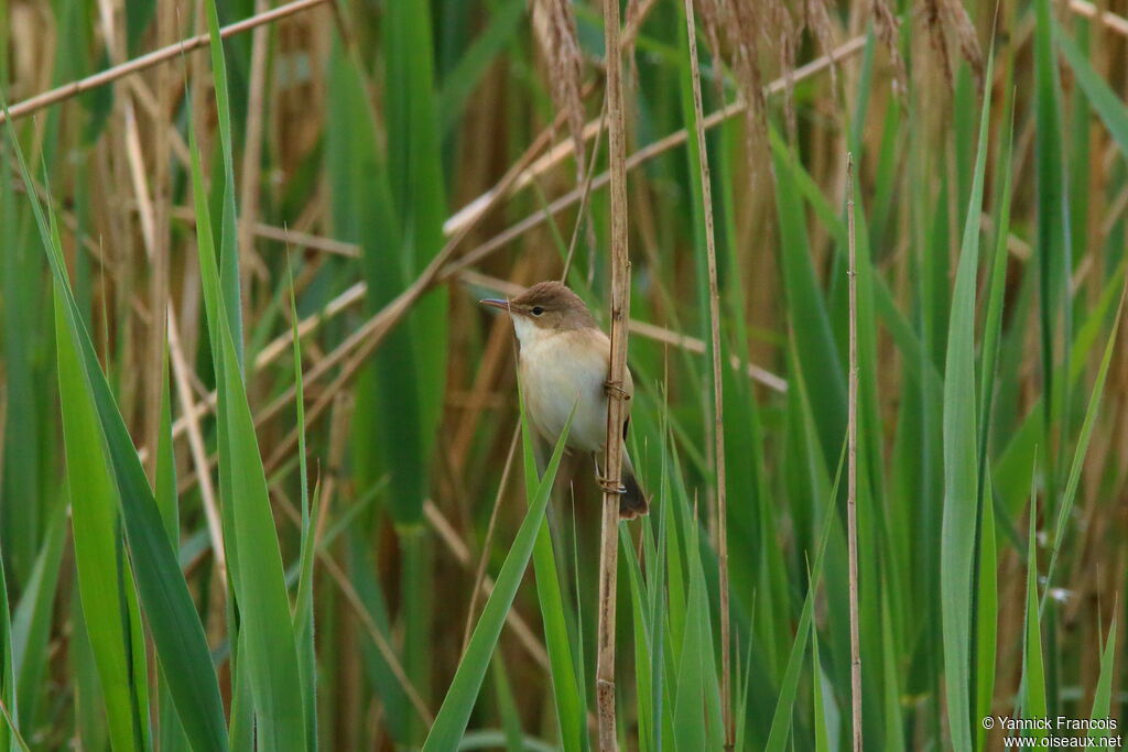 Common Reed Warbleradult, habitat, aspect