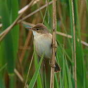 Eurasian Reed Warbler