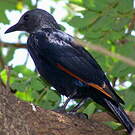 Rufipenne morio