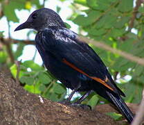 Red-winged Starling