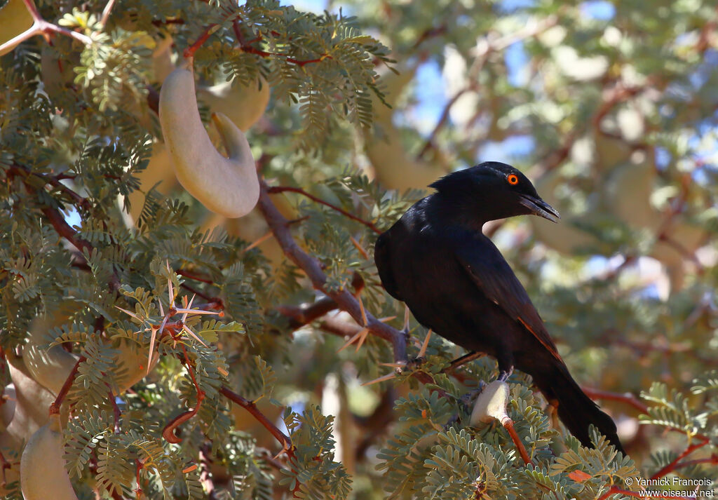 Pale-winged Starlingadult, habitat, aspect