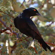 Pale-winged Starling