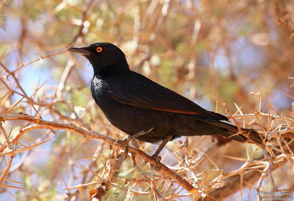 Pale-winged Starlingadult, identification, aspect