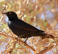 Pale-winged Starling