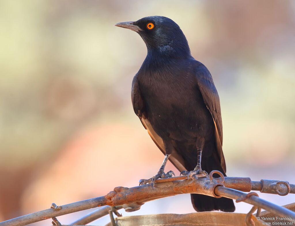 Pale-winged Starlingadult, identification, aspect