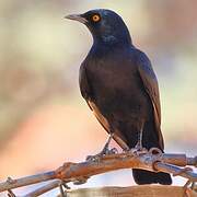 Pale-winged Starling