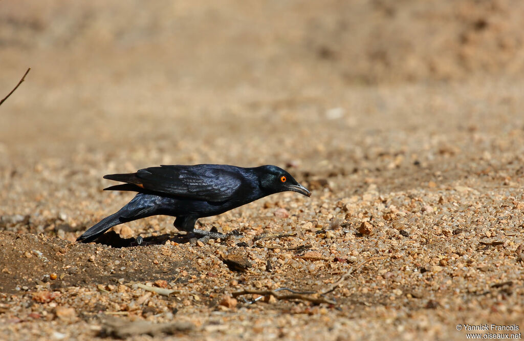 Pale-winged Starlingadult, habitat, aspect