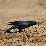 Pale-winged Starling