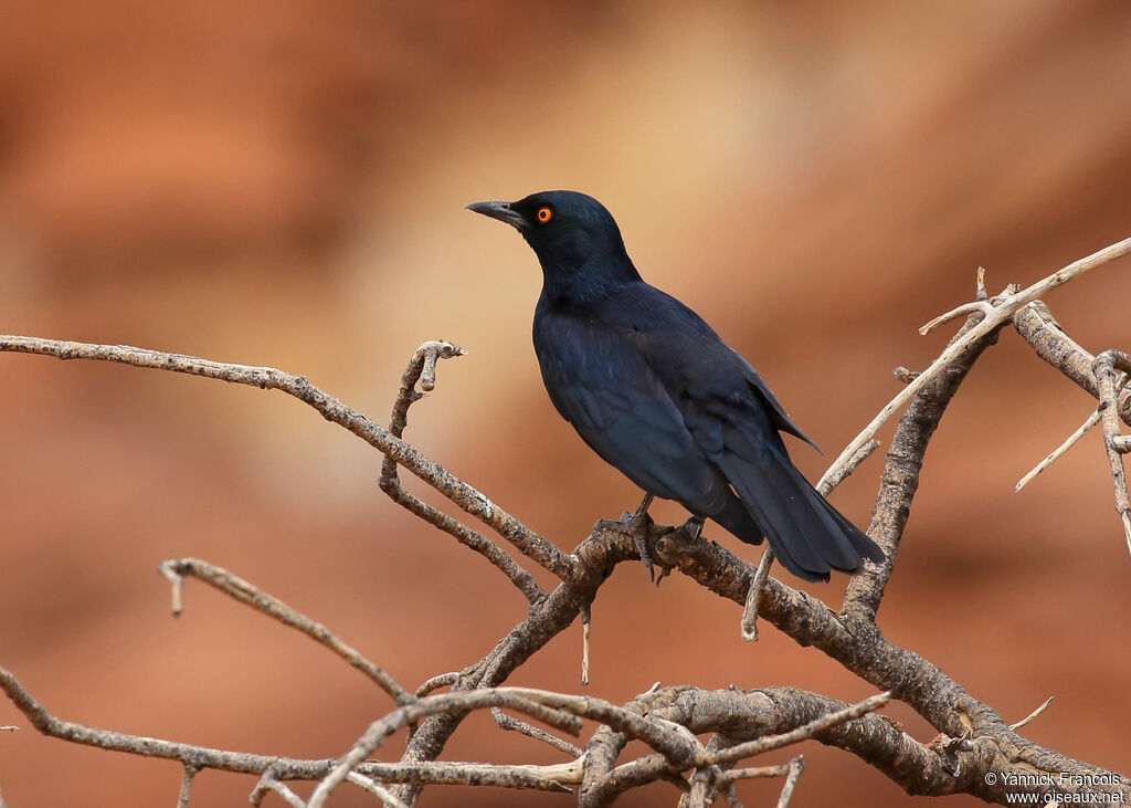 Pale-winged Starlingadult, habitat, aspect