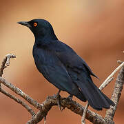 Pale-winged Starling