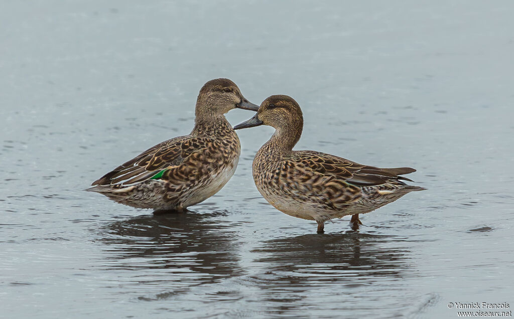 Sarcelle d'hiver femelle adulte nuptial, identification, composition