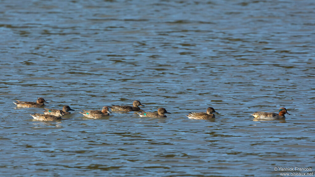 Sarcelle d'hiveradulte, habitat, composition