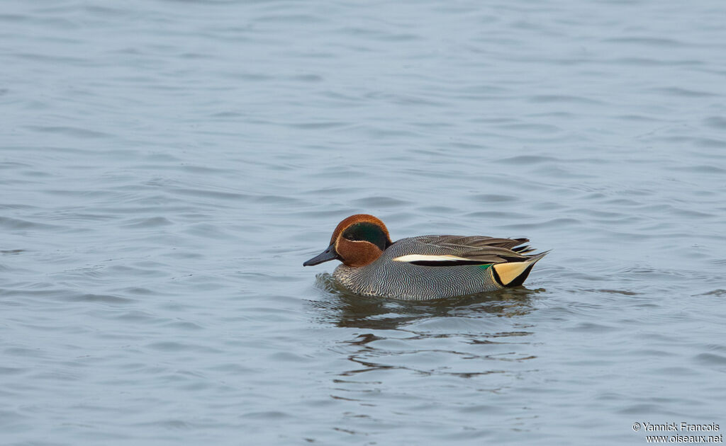 Sarcelle d'hiver mâle adulte, identification, composition