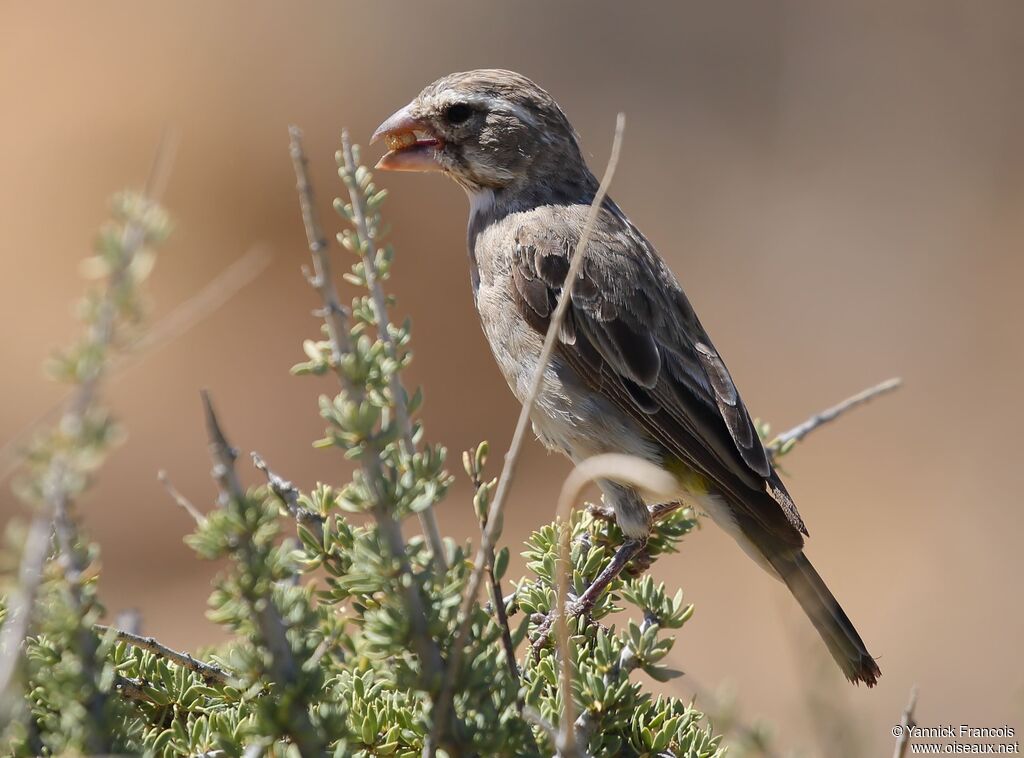 White-throated Canaryadult, identification, aspect, eats